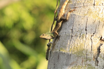Extreme Close-up Of An Oriental Garden Lizard, Bhadrak, Odisha, India.