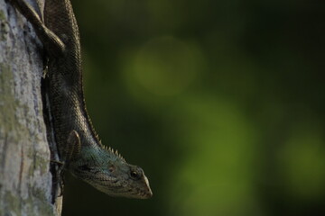 Extreme Close-up Of An Oriental Garden Lizard, Bhadrak, Odisha, India.