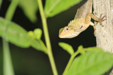 Extreme Close-up Of An Oriental Garden Lizard, Bhadrak, Odisha, India.