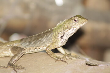 Extreme Close-up Of An Oriental Garden Lizard, Bhadrak, Odisha, India.
