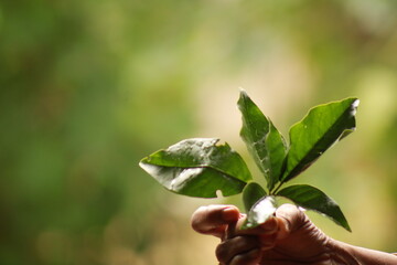Rare fresh young green bael ( Aegle marmelos, golden apple, stone apple, wood apple) leafs on Hand....
