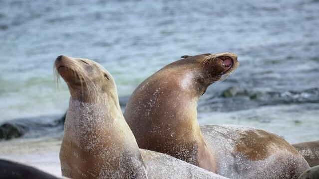 Pair Of Galapagos sea lions turning head side to side with eyes closed basking in sun on Playa Punta Beach At San Cristobal Island In The Galapagos