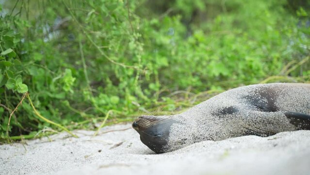Galapagos Sea Lion Rolling Around To Cover Itself In Sand On Playa Punta Beach At San Cristobal Island In The Galapagos. Low Angle