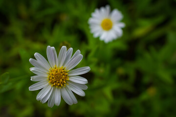daisy in the garden