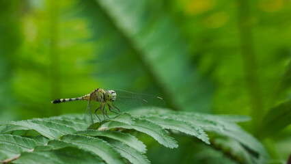 dragonfly perched on a fern leaf.