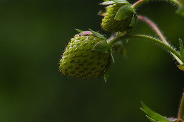 Spring Strawberries