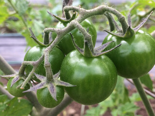 green tomato on a vine