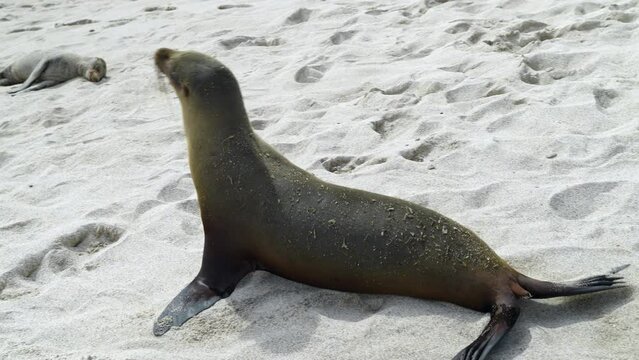 Young Galapagos Sea Lion Pup Waddling Past On Playa Punta Beach. Slow Motion