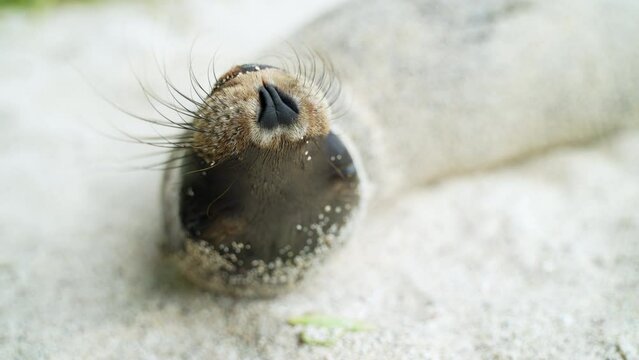Close Up Of Galapagos Sea Lion Pup's Nose And Whiskers Laying On Playa Punta Beach At San Cristobal Island. Slow Motion