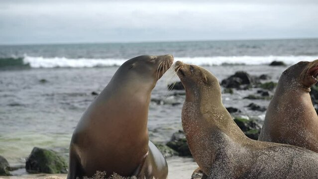 Pair Of Galapagos Sea Lions Playfully Kissing On Playa Punta Beach At San Cristobal Island In The Galapagos.