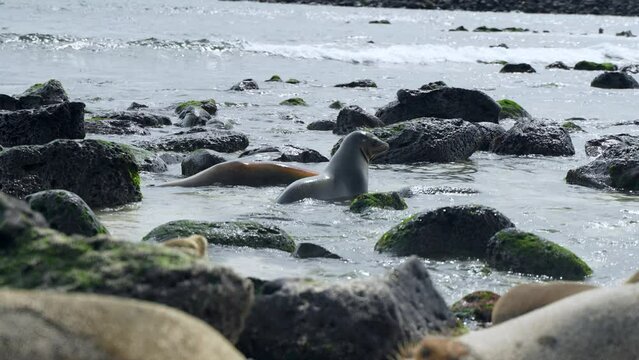 Galapagos sea lions In Shore Waters On Playa Punta Beach In The Galapagos. Slow Motion