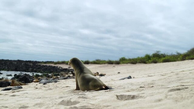 Young Galapagos Sea Lion Pup Walking Towards Playa Punta Beach Waterfront. Slow Motion With Bokeh Background