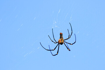 Spider on a spider web with green nature background.