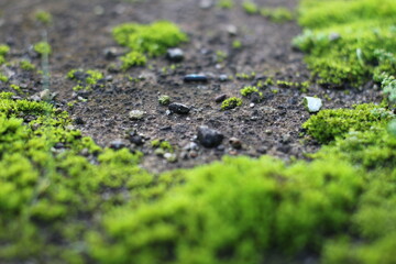 green moss on the ground