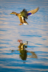 Mallard Hen is seen as she is about to land on calm blue waters.
