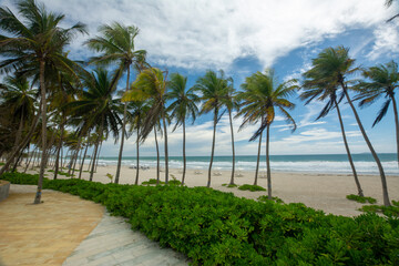 Fototapeta na wymiar Lonely beach, with the blue sea and many coconut trees. tropical beach. radiant sun and heat