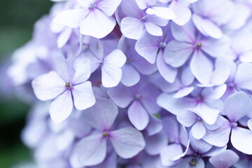 Details of blue petals. Macro photo of hydrangea flower. Beautiful colorful blue texture of flowers for designers. Hydrangea macrophylla. Banner