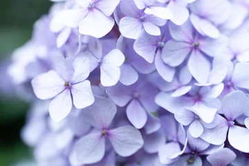 Fotobehang Azalea Details of blue petals. Macro photo of hydrangea flower. Beautiful colorful blue texture of flowers for designers. Hydrangea macrophylla. Banner  © Shi 