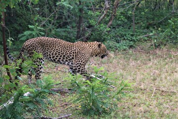 leopard is walking through the forest