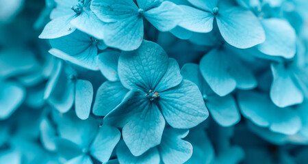 Spring or summer floral composition made of fresh blue hydrangea flowers on light pastel background. High quality photo