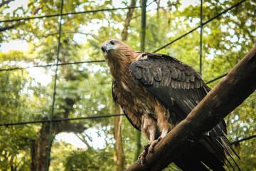 Philippine Hawk