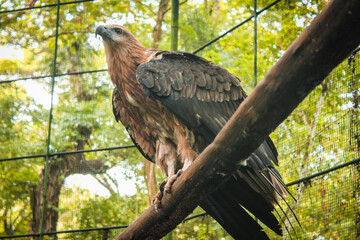 Philippine Hawk