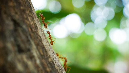 ant on a tree