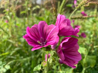 pink flowers in the garden