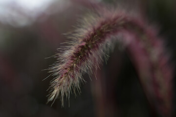 Flowering grass in its field with a blurred background
