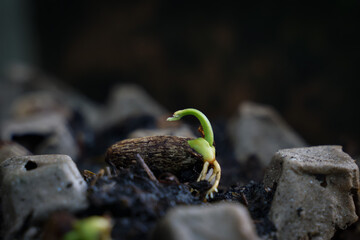 The seeds are growing into a tree.