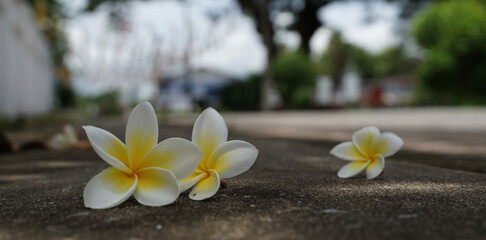Fototapeta na wymiar frangipani isolated on white background