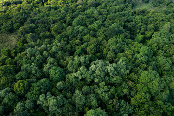 aerial view of dark green forest Abundant natural ecosystems of rainforest. Concept of nature  forest preservation and reforestation.