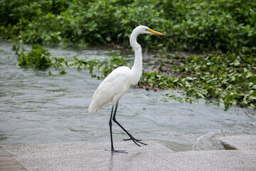 Eastern great egret (Large egret) walking on a stone bridge in the rain.