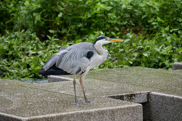 Gray heron standing on a stone bridge in the rain.	
