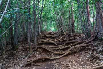 東京都八王子市の高尾山登山