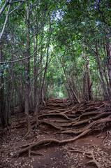 東京都八王子市の高尾山登山