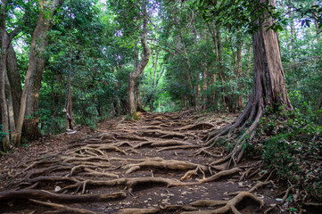 東京都八王子市の高尾山登山