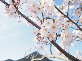 桜