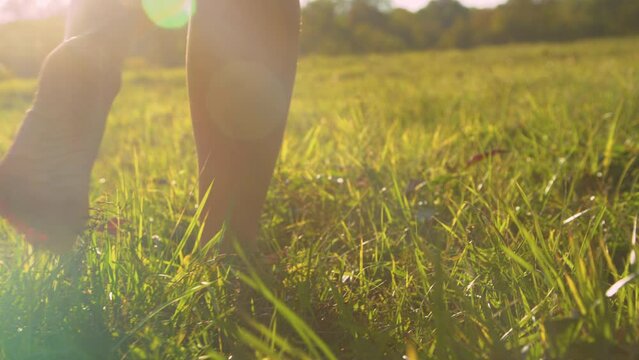 CLOSE UP, LOW ANGLE: Young barefoot lady walking on green grass in nice sunset light. Female person pacing across the lush meadow in golden light with beautiful sunrays shining through her bare feet.
