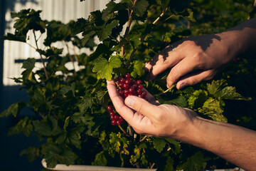 Farmer picks currants from the bush with his hands. A small home farm. Front view.
