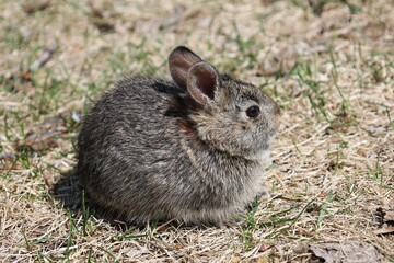 bunny in the grass