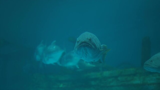 A large grouper swims in front of the camera.