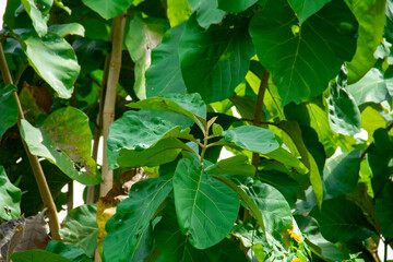 Close-up view of the green leaf texture in the garden