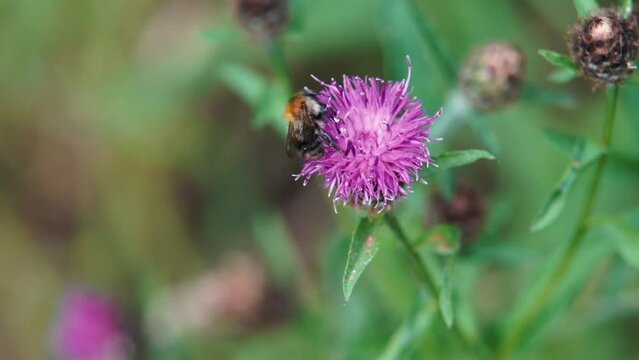 Slow motion clip of Common carder bumblebee (Bombus pascuorum) crawling along a flowering Knapweed whilst a flying insect (Ichneumonid Wasp) comes to investigate.