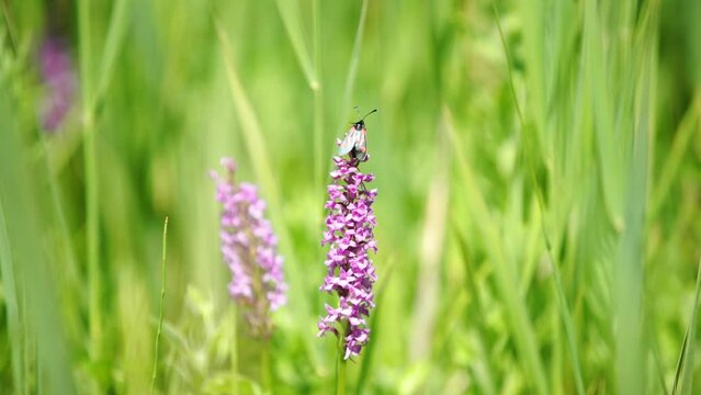 Slow motion clip of the rare Marsh Fragrant Orchid (Gymnadenia densiflora) with a flying insect (Zygaena) climbing upwards to the peak of the Orchid to then take off and fly away.