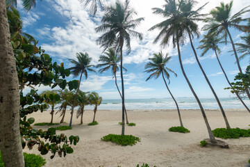 Fototapeta na wymiar Lonely beach, with the blue sea and many coconut trees. tropical beach. radiant sun and heat