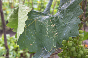 Tuta absoluta pests on the vine leaf