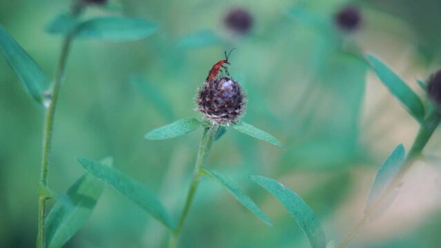 Slow motion clip of a Red soldier beetle (Rhagonycha fulva) sitting and looking around whilst on top of a Knapweed.