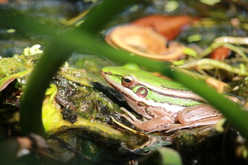 frog in the grass