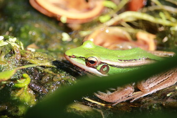 frog in the pond